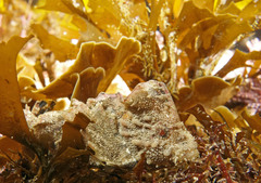 Aploactisoma milesii