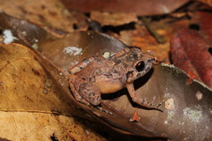 Adenomera hylaedactyla