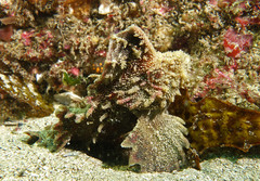 Aploactisoma milesii