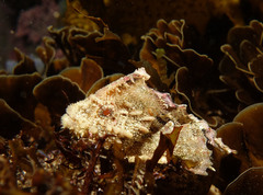 Aploactisoma milesii