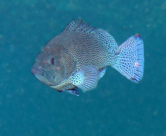 Speckled Blue Grouper photo 4