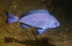 Speckled Blue Grouper photo 5