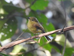 Myiophobus flavicans