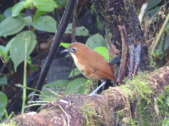 Grallaria flavotincta