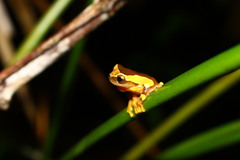Dendropsophus leucophyllatus