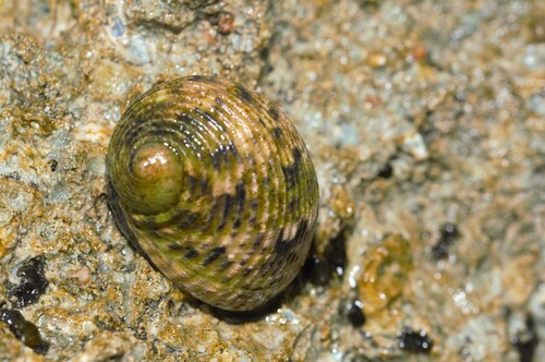 Nerita quadricolor, 2025-11-12
