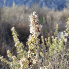 Brickellia laciniata