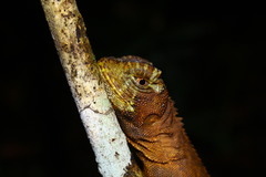 Uranoscodon superciliosus