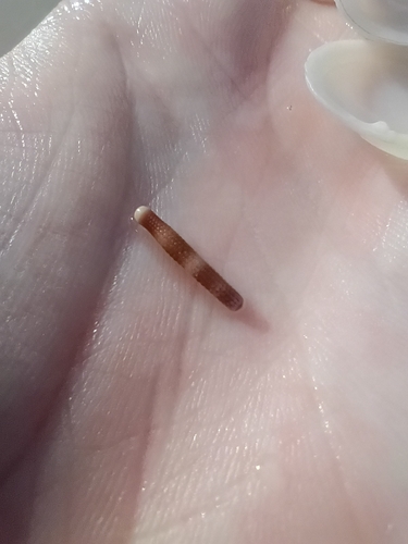 Eucidaris metularia, 2025-11-25
