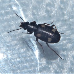 Tetragonoderus laevigatus