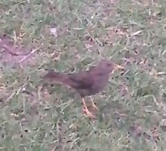 Turdus chiguanco