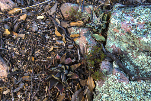 Echeveria lutea