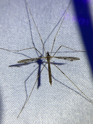 Unknown species found near Paynes Prairie Preserve State Park, Micanopy, FL, US