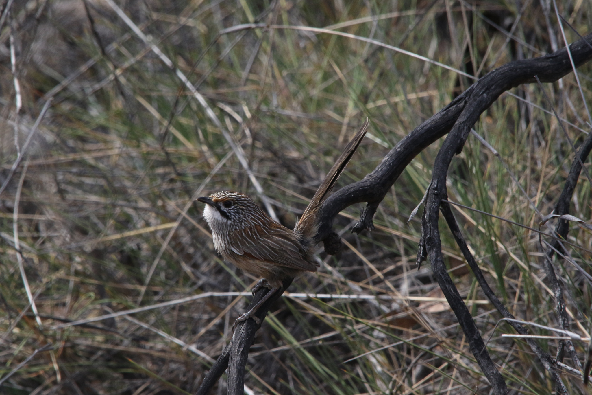 Striated Grasswren (Amytornis striatus), photo 2