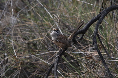 Striated Grasswren (Amytornis striatus), photo 7