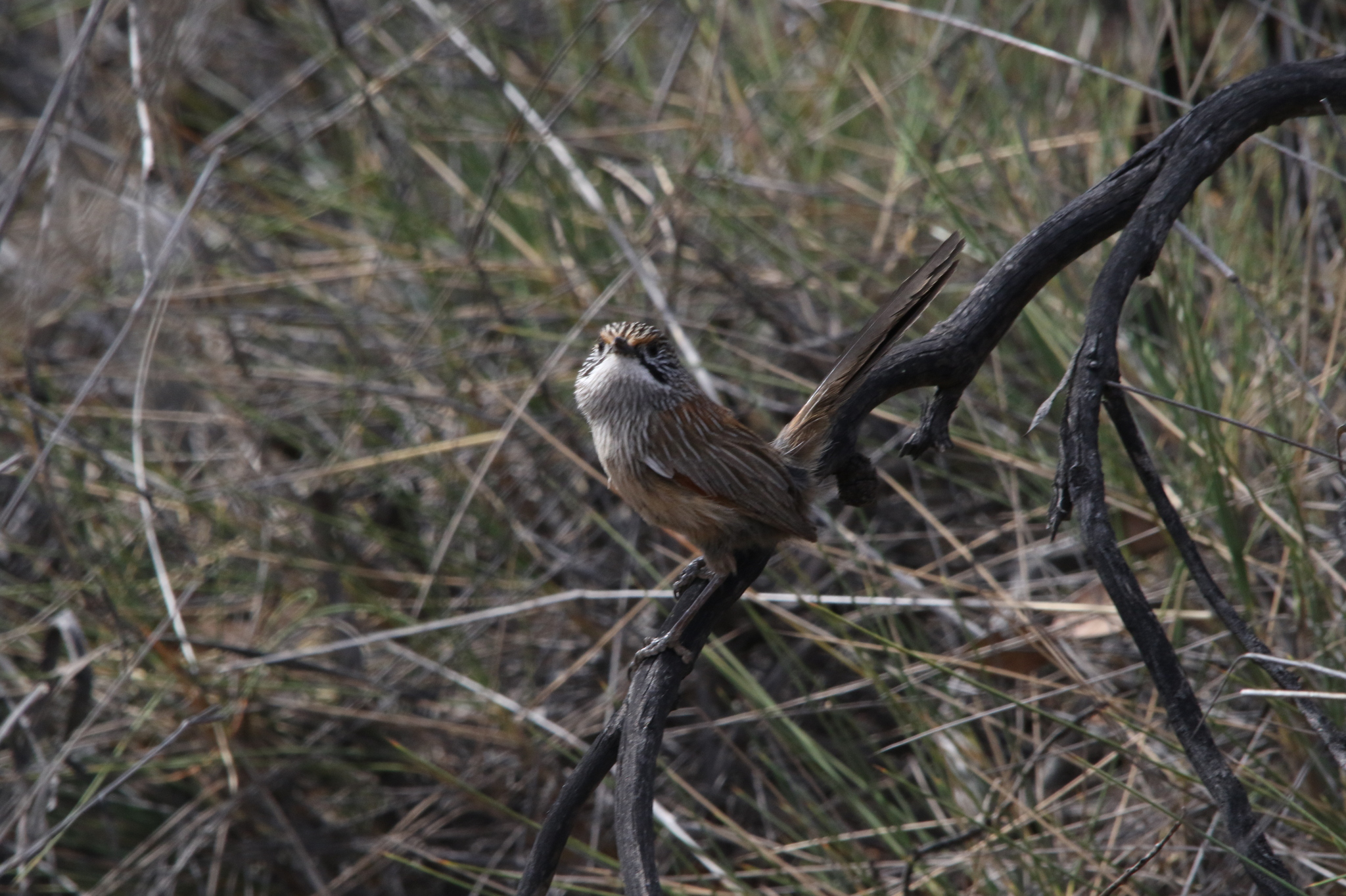 Striated Grasswren (Amytornis striatus), photo 8