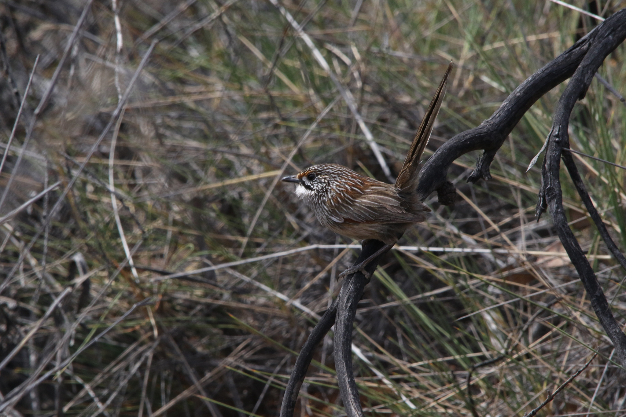 Striated Grasswren (Amytornis striatus), photo 1