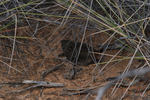 Striated Grasswren (Amytornis striatus), photo 9