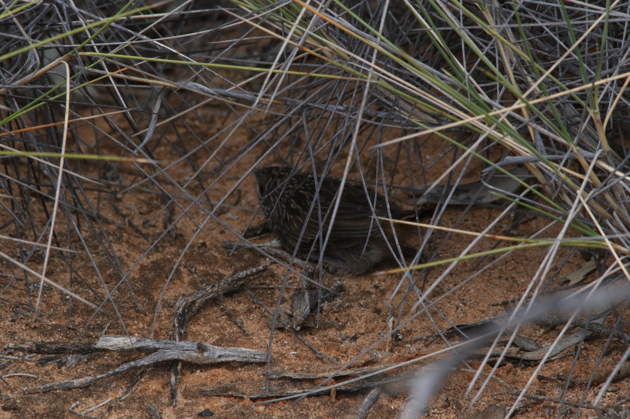 Striated Grasswren (Amytornis striatus), photo 10
