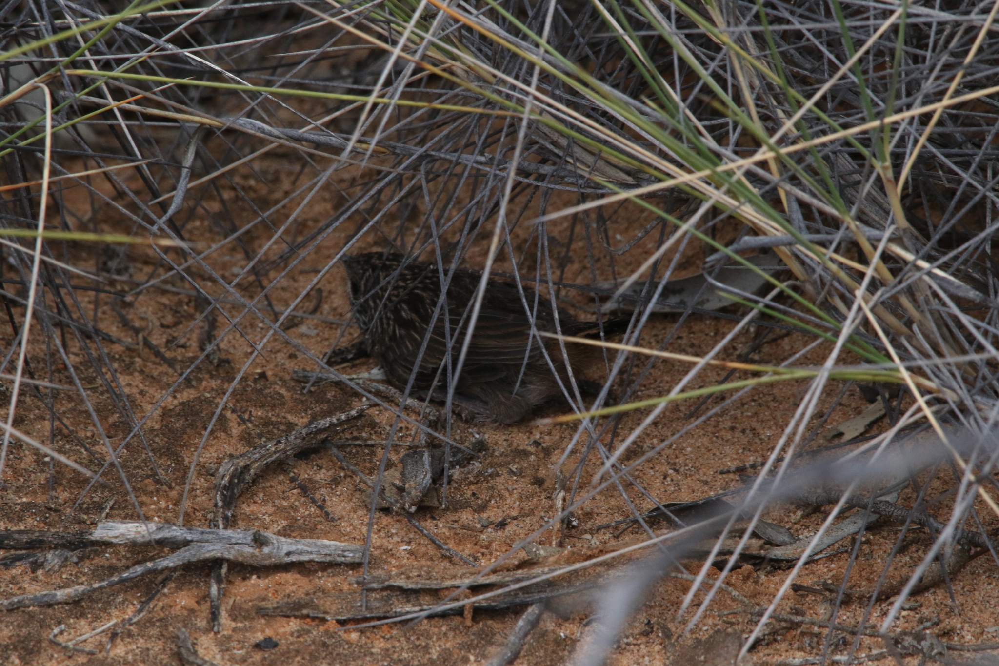Striated Grasswren (Amytornis striatus), photo 9