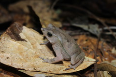 Rhinella proboscidea