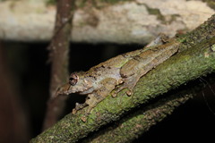 Scinax garbei