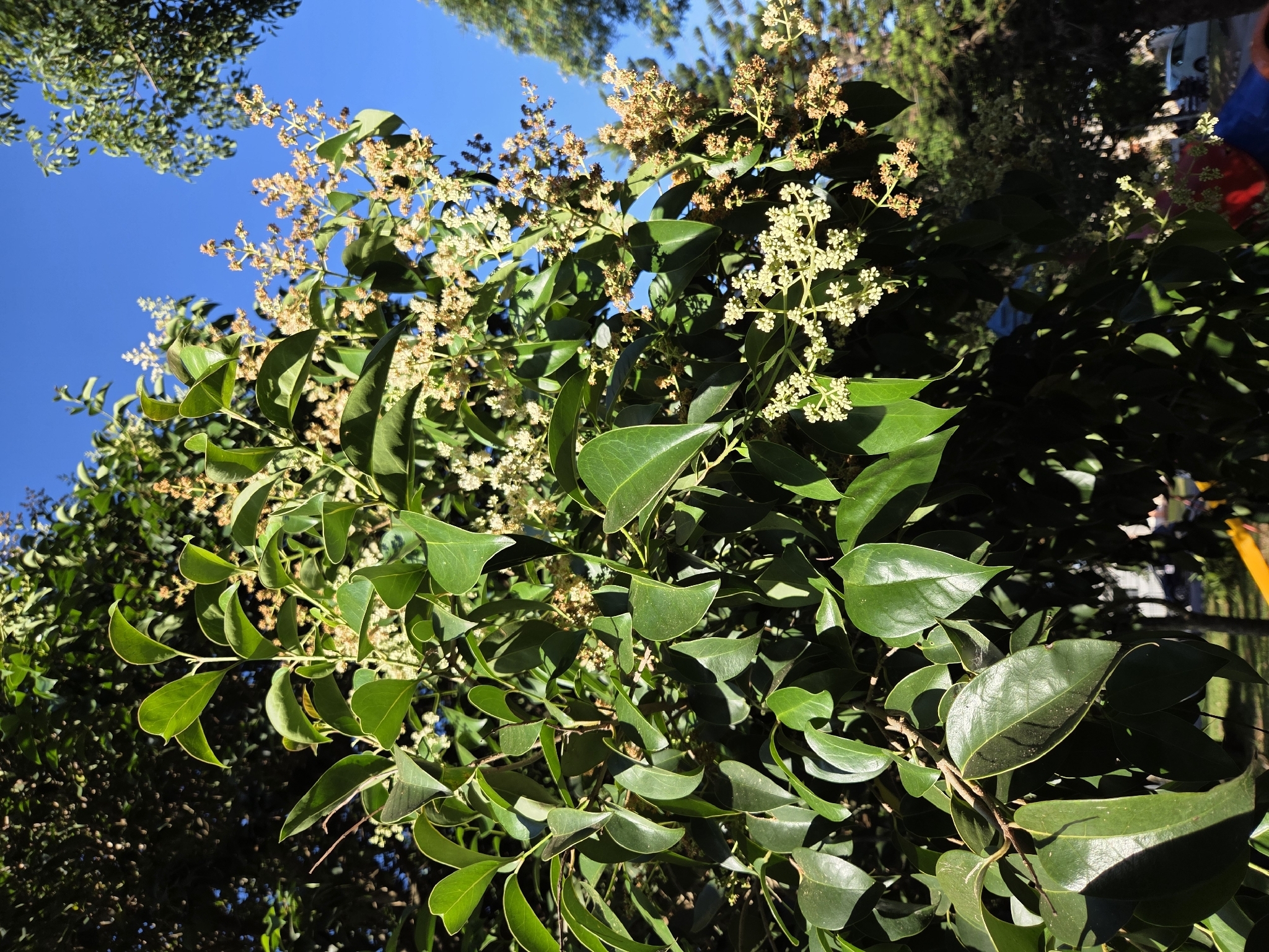 Ligustrum lucidum