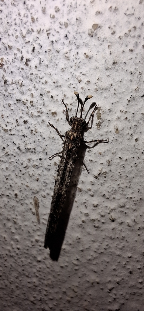 Ameromyia clepsydra
