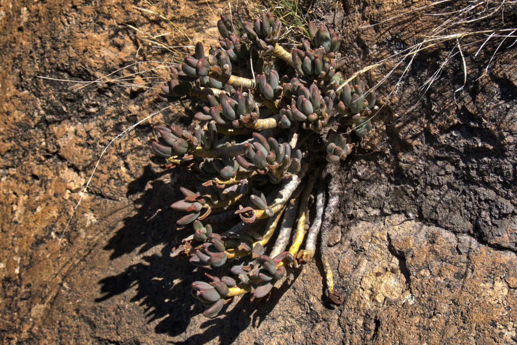 Pachyphytum hookeri, San Luis Potosí, S.L.P., México