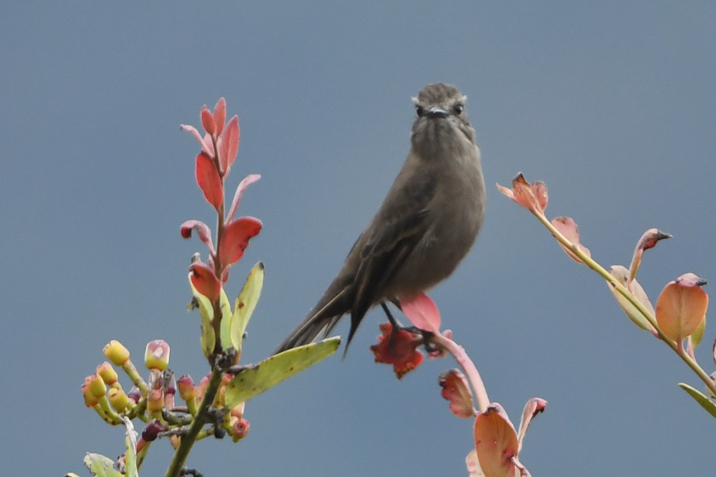 Smoky Bush Tyrant (Myiotheretes fumigatus), photo 7