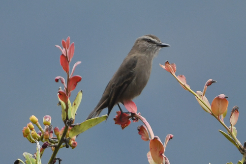 Smoky Bush Tyrant (Myiotheretes fumigatus), photo 6