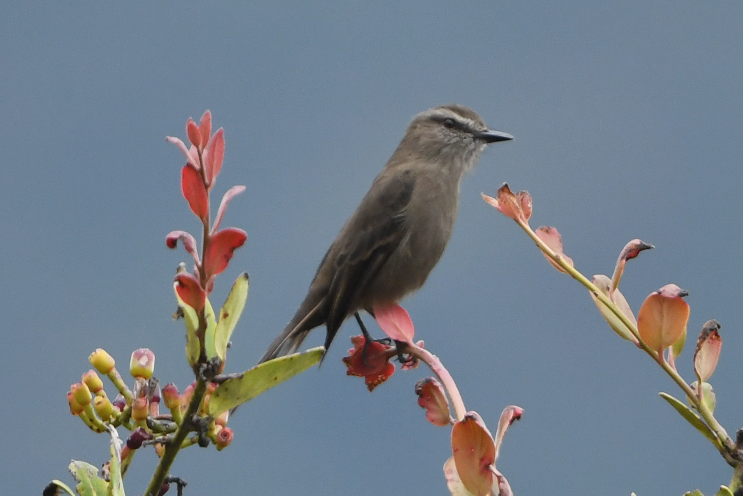 Smoky Bush Tyrant (Myiotheretes fumigatus), photo 6