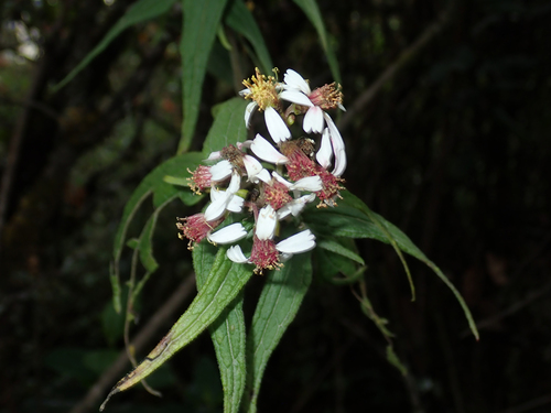 Alloispermum caracasanum, photograph 1