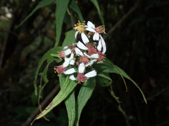 Alloispermum caracasanum, photograph (c) Julien Renoult, some rights reserved (CC BY)