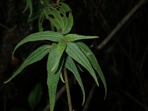 Alloispermum caracasanum