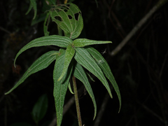 Alloispermum caracasanum