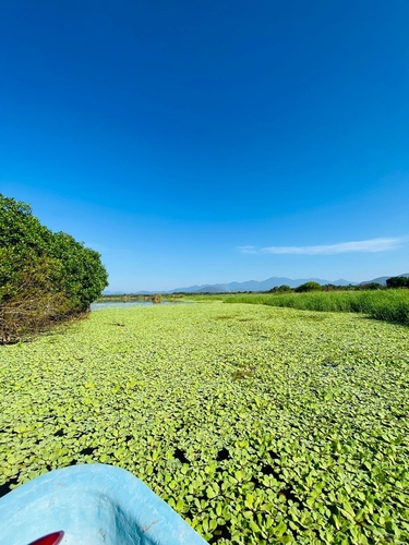 Lechuguilla de agua (Pistia stratiotes)