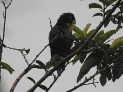 Pionus chalcopterus
