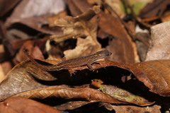 Chatogekko amazonicus