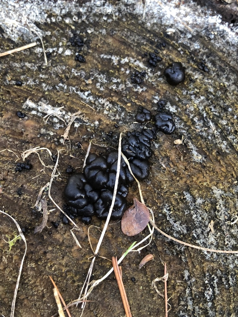 Exidia nigricans