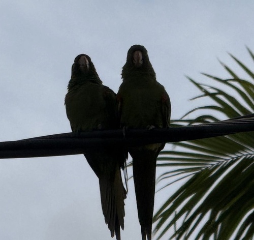 White-eyed Parakeet