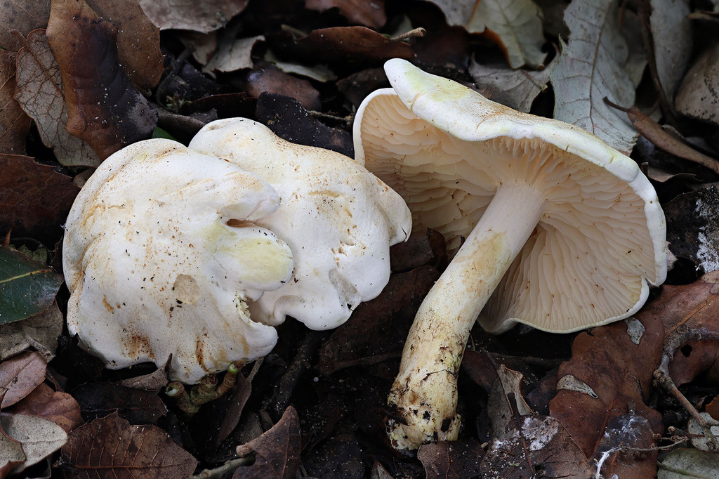 Tricholoma sulphurescens