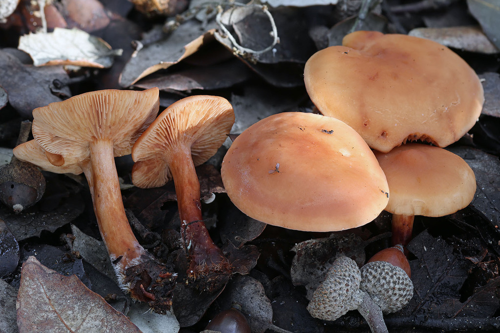 Lactarius atlanticus