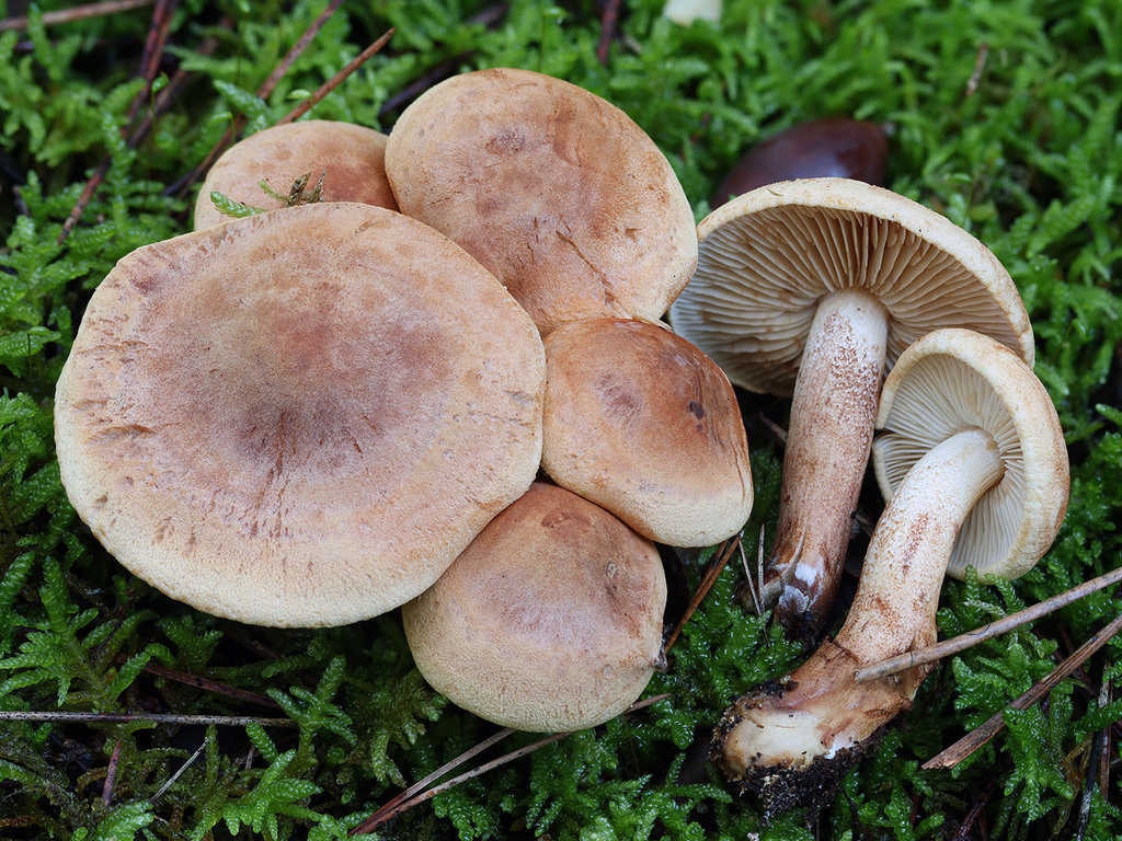 Tricholoma psammopus
