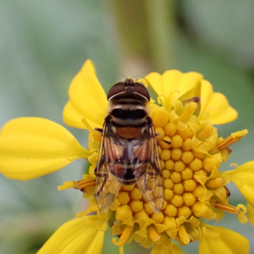 Unknown species found near North Historic District, Savannah, GA 31401, USA