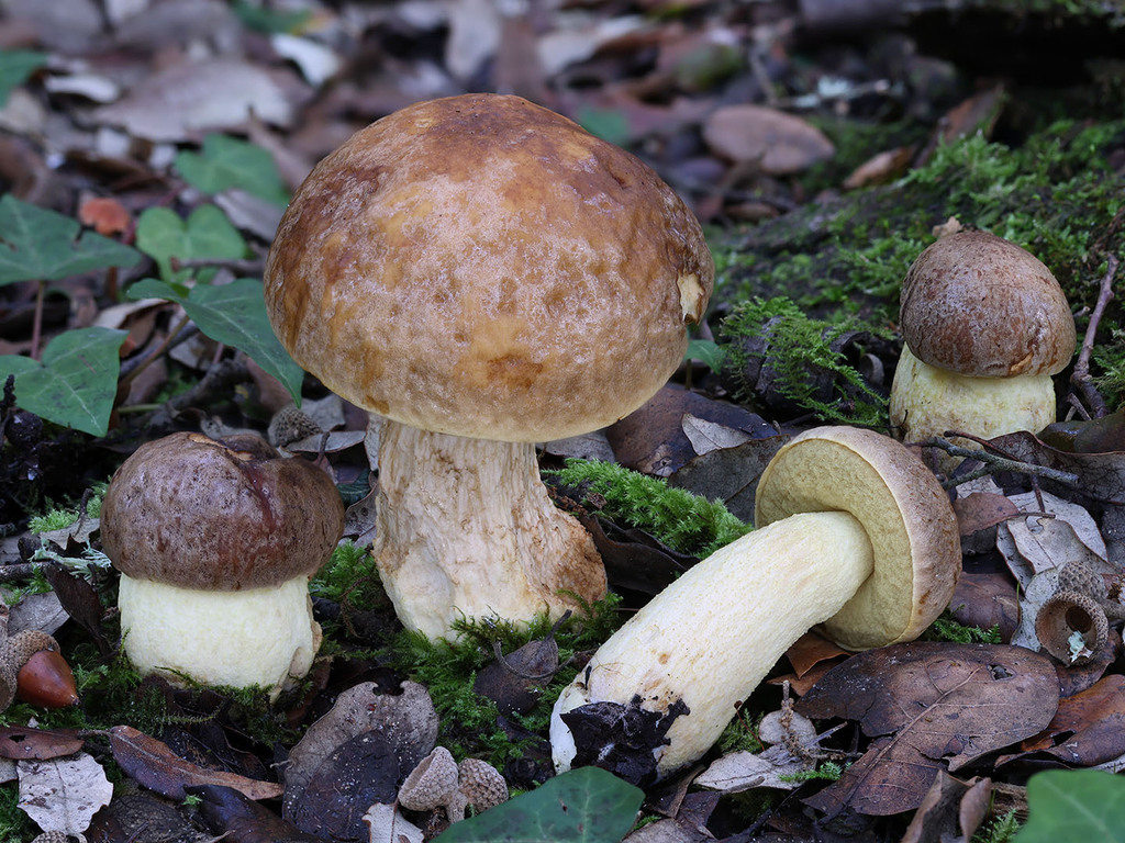 Leccinellum lepidum · November 2025 · photo: © mycobel (iNaturalist, cc-by)