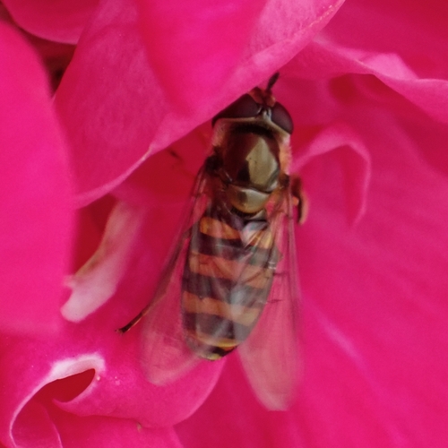 Unknown species found near Hutchinson Island, Savannah, GA, USA