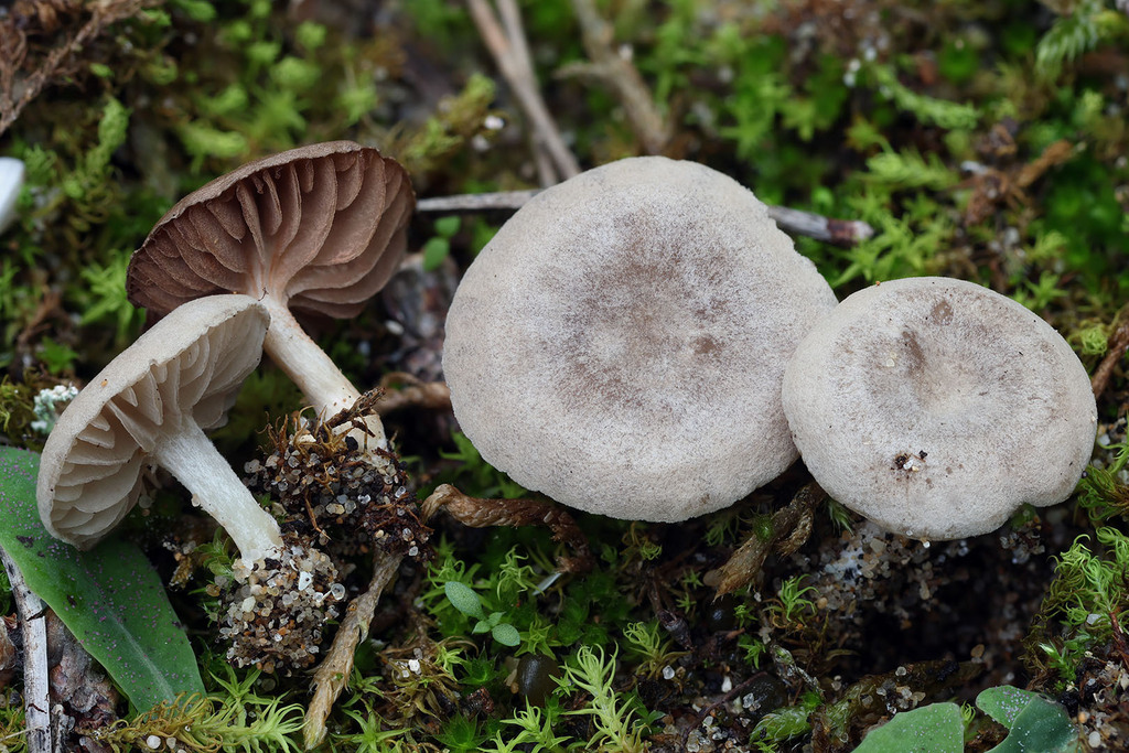 Entoloma cettoi