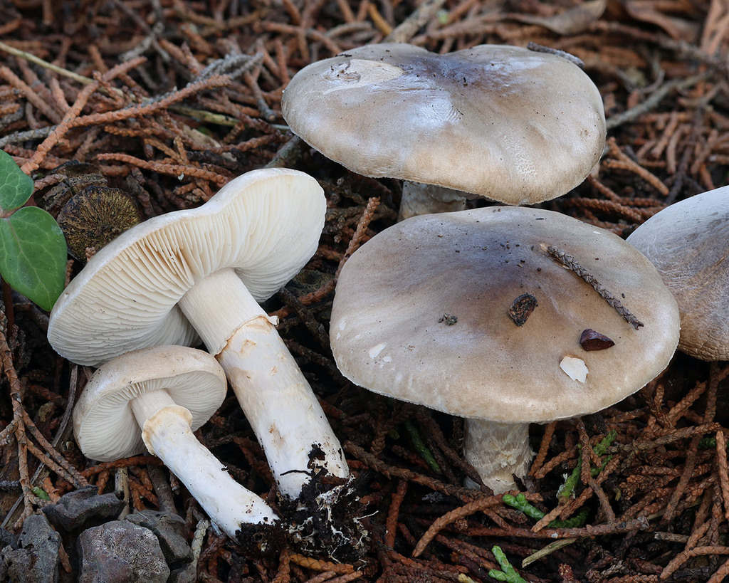 Catatrama furnacea · November 2025 · photo: © mycobel (iNaturalist, cc-by)