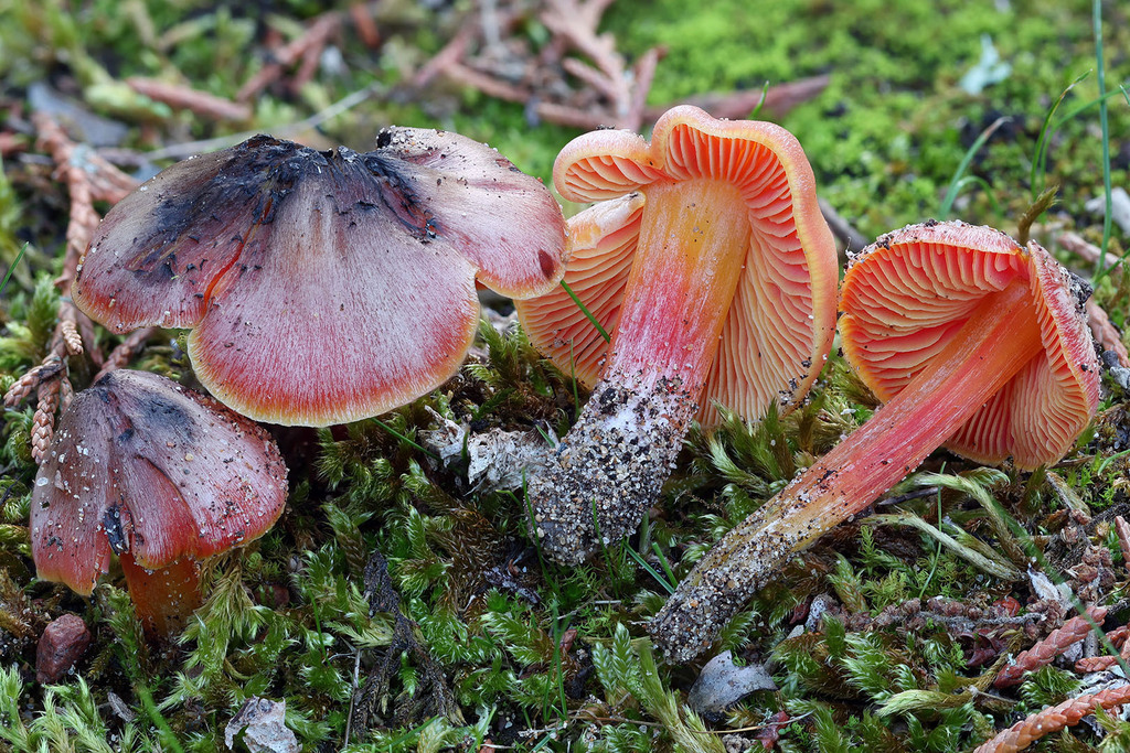 Hygrocybe conicoides · November 2025 · photo: © mycobel (iNaturalist, cc-by)